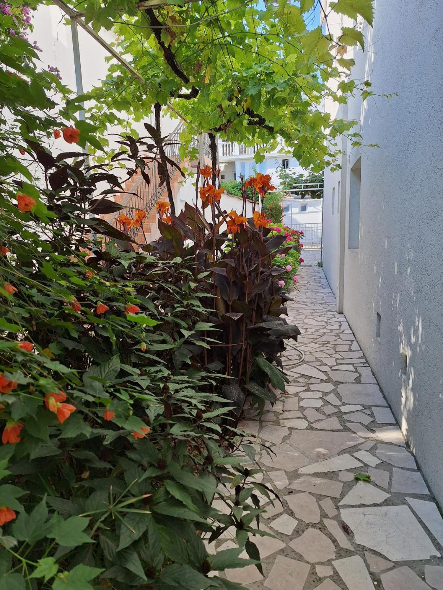 Hortenzija Budva